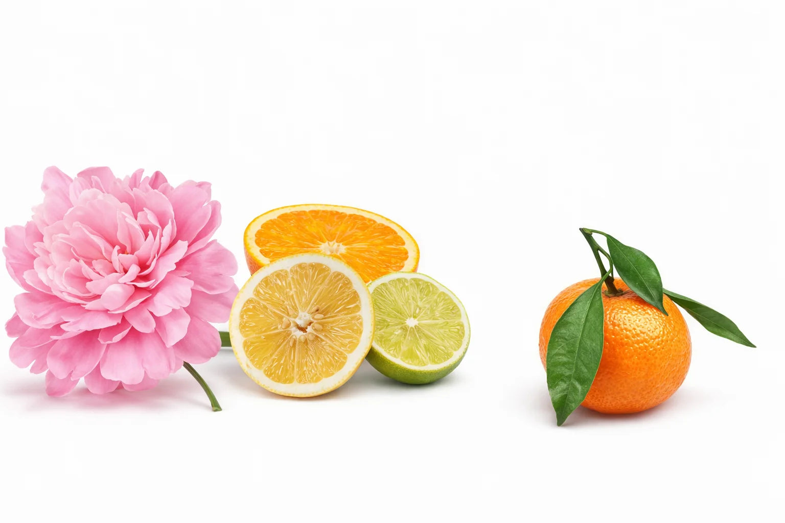 Peony, Citruses, Mandarin Orange