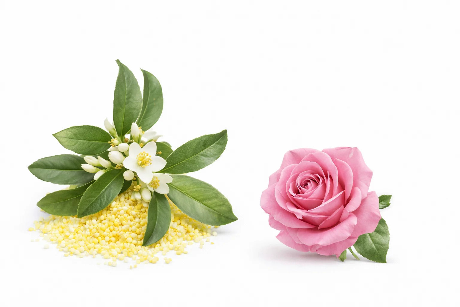 Osmanthus, Rose