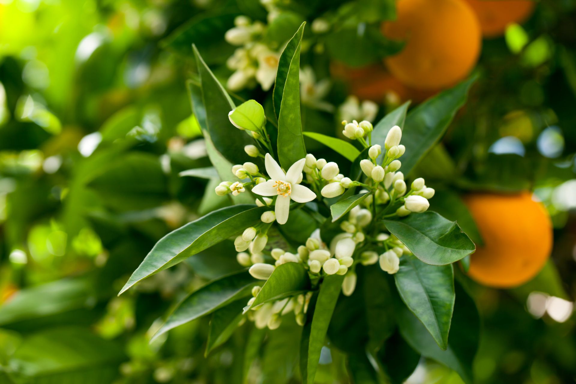 Orange Blossom, Neroli, Jasmine